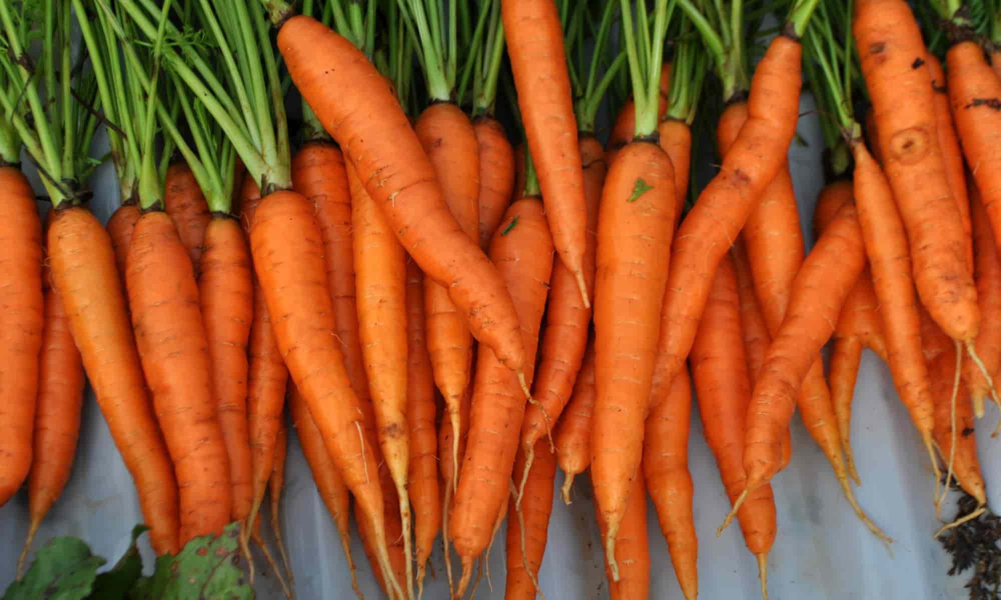 پخش عمده هویج فرنگی گلخانه ای مرغوب با قیمت منصفانه
