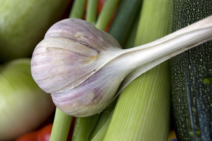 Garlic-bulb