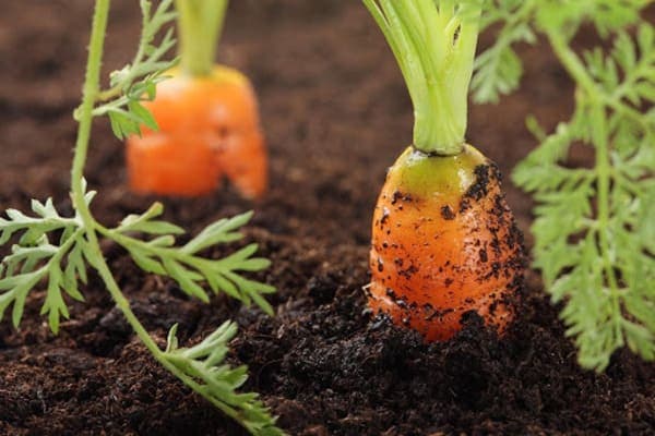 کاشت-هویج-در-گلدان (1)