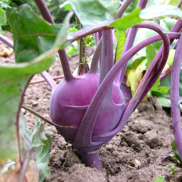 purple-kohlrabi-growing-in-the-ground
