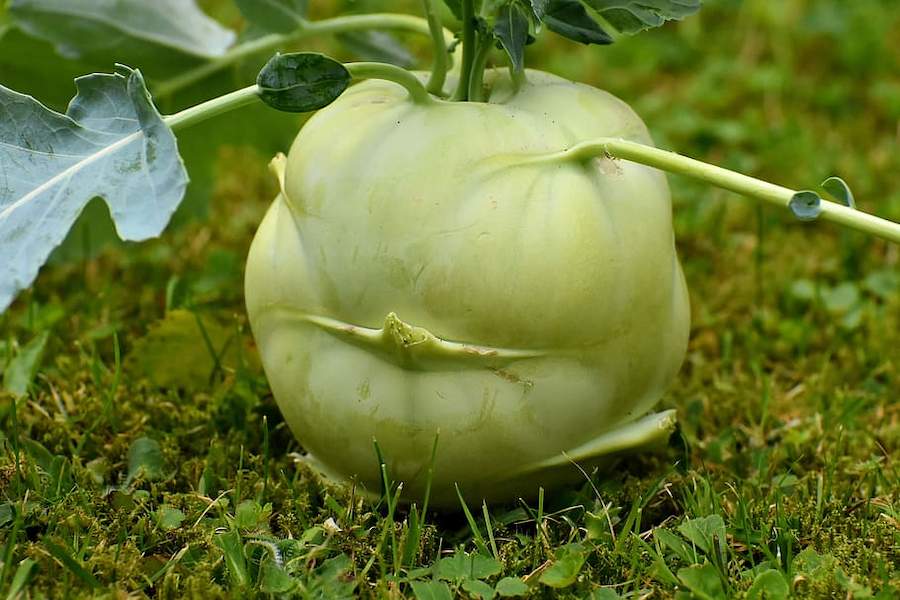 kohlrabi-vegetables-food-vegetable-plant