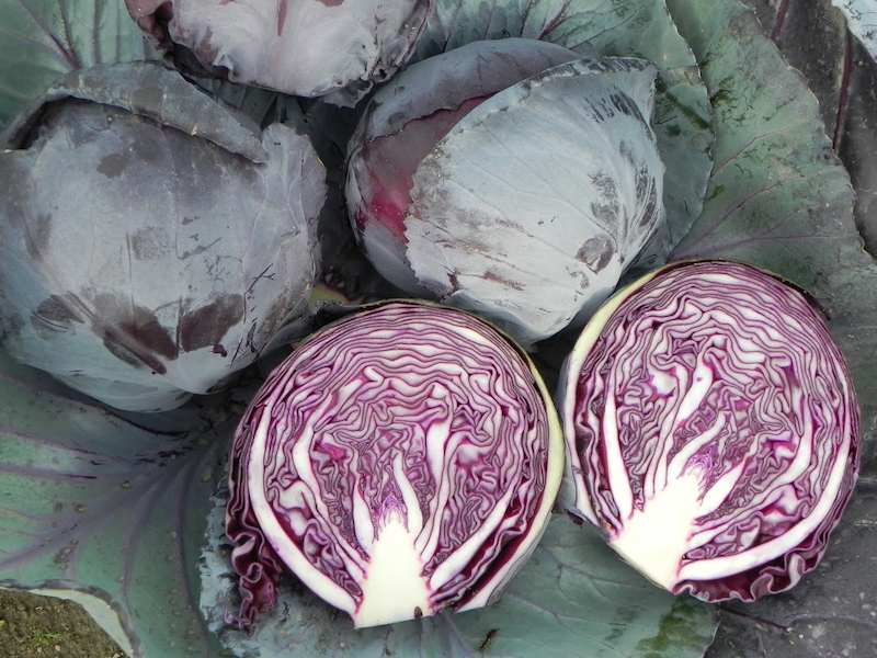 Cabbage, Ruby Perfection 093011 (8)