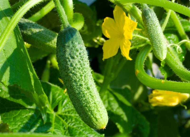 cucumber-shutterstock_94104001