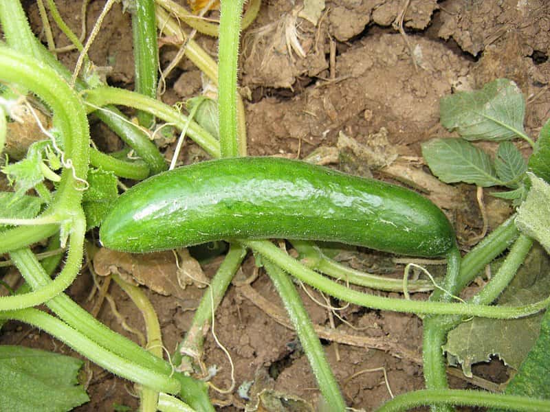 800px-Cucumber_1