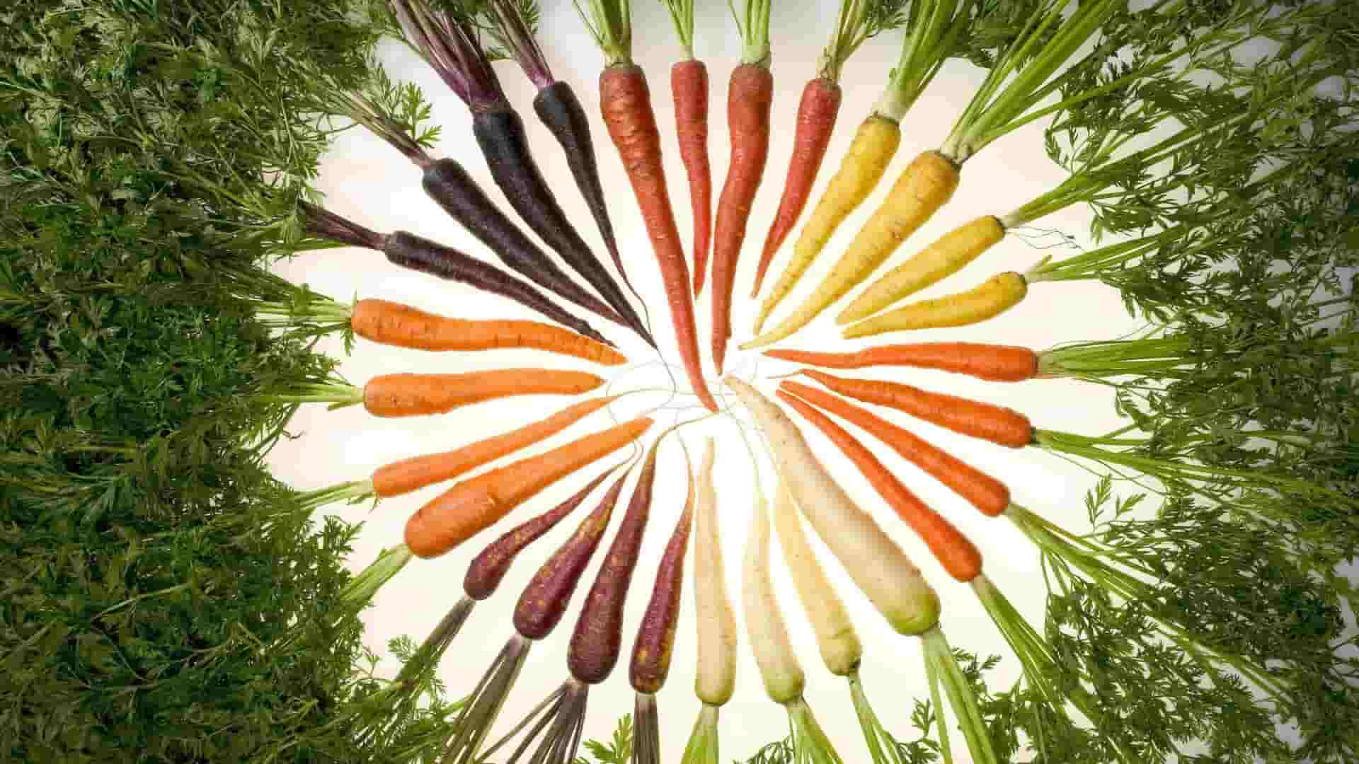 Food_Set_of_different_colors_carrots_099550_