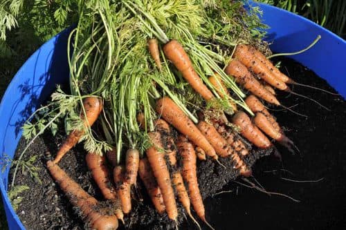 Carrots-Grown-In-Container-500x333