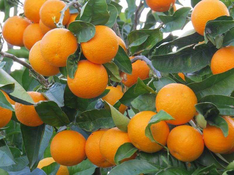wild-oranges-5