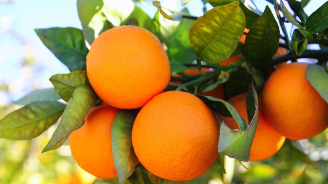 Orange-Fruits (1)