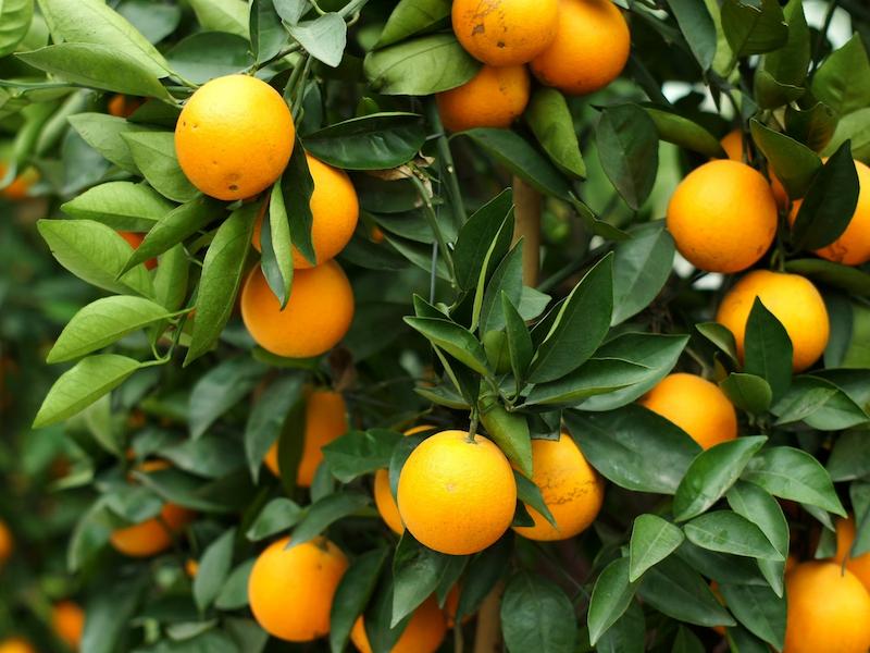 Oranges-tree-leaves-fruit_1600x1200