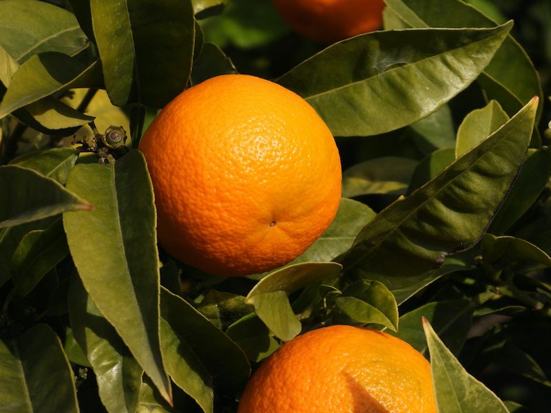 فروش پرتقال تامسون عمده با قیمت مناسب و ارسال فوری