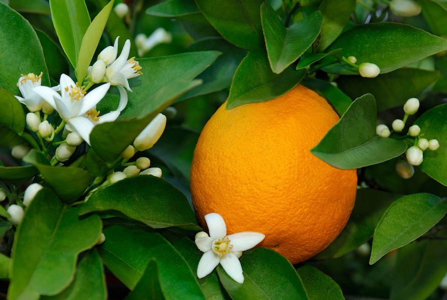 پخش عمده پرتقال برگی با بهترین قیمت و کیفیت