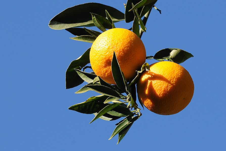قیمت روز پرتقال برگی مازندران به صورت سبدی