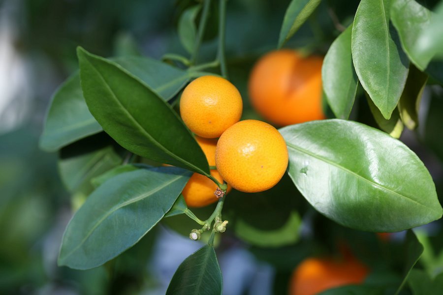 citrus-trees (1)