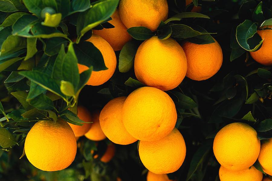 Oranges-On-A-Tree-Wallpaper-Free-Download