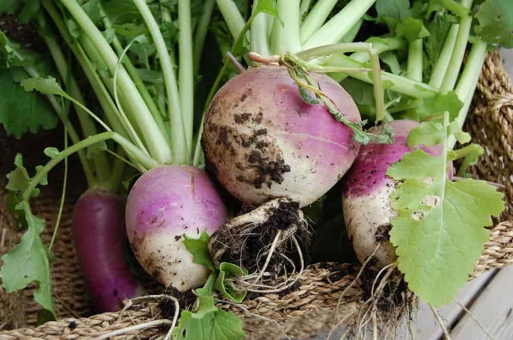 turnips-vegetable (2)
