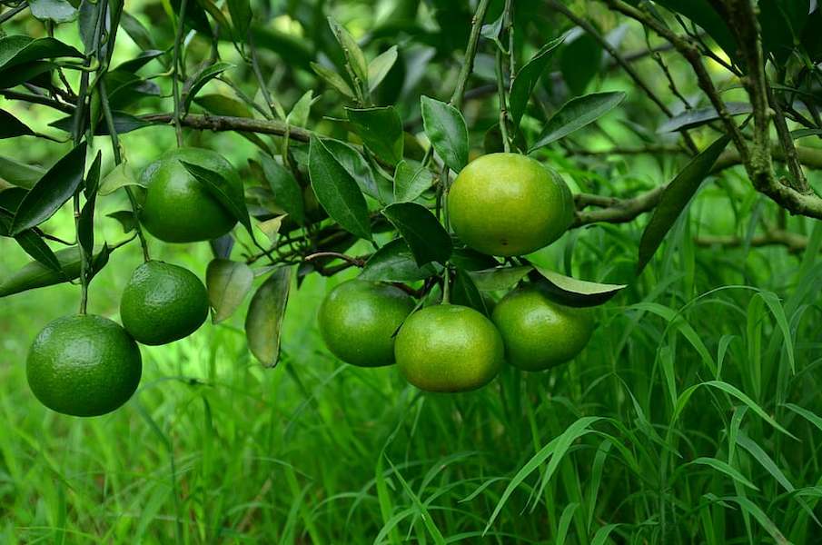 citrus-oranges-fruits-tropical-fruits-health-farm