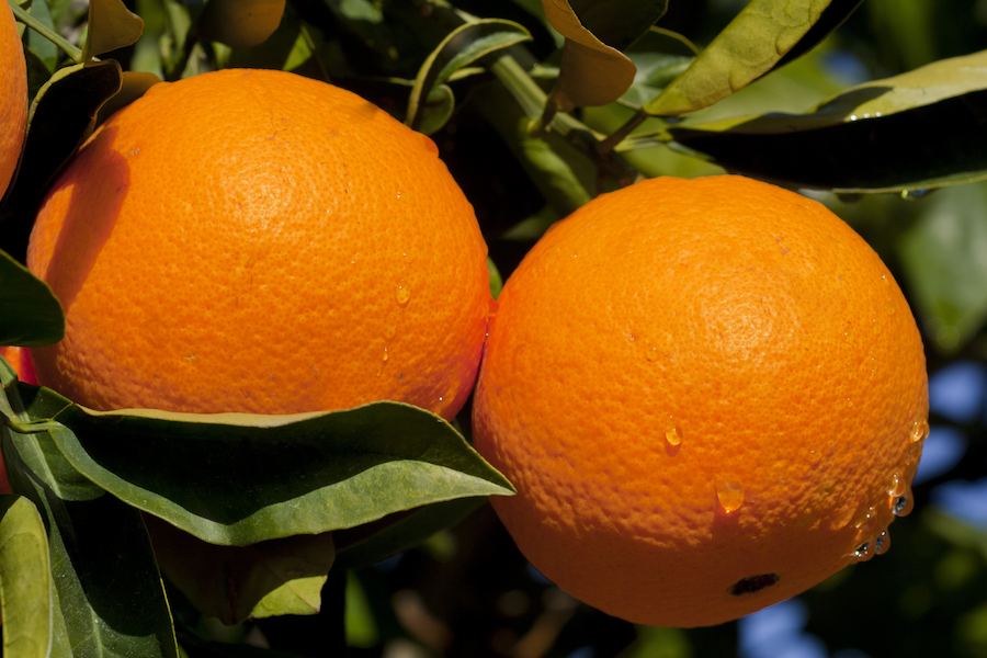 784001-Orange-fruit-Fruit-Two-Orange