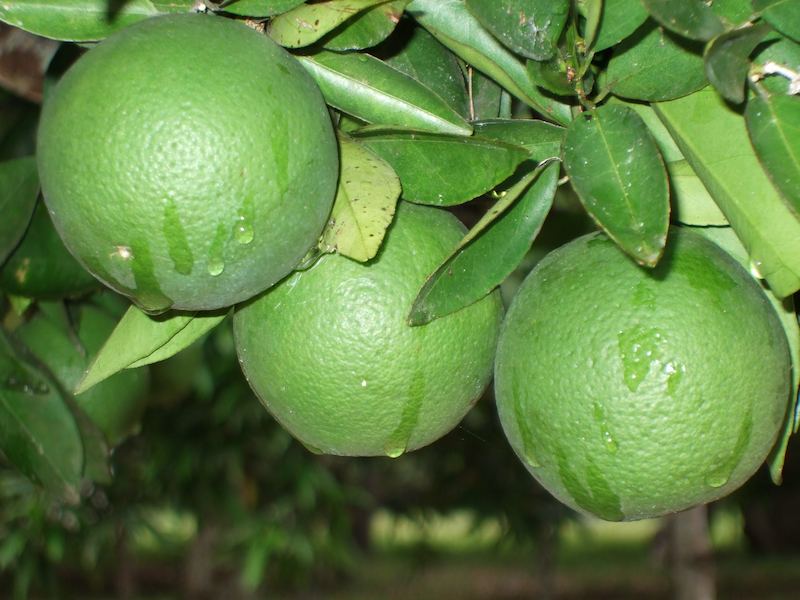 nature-plant-fruit-food-green-produce-lime-cru-oranges-citron-citrus-flowering-plant-bitter-orange-land-plant-sweet-lemon-key-lime-tangelo-yuzu-calamondin-persian-lime-1114721