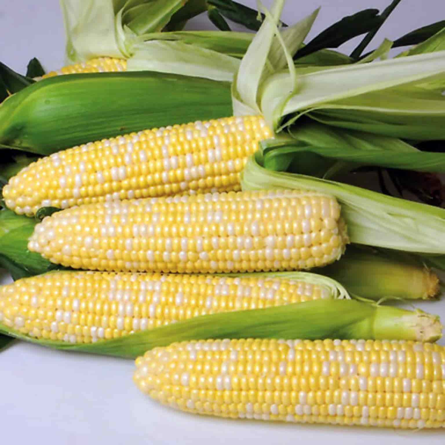 1577_corn-nirvana-1536x1536