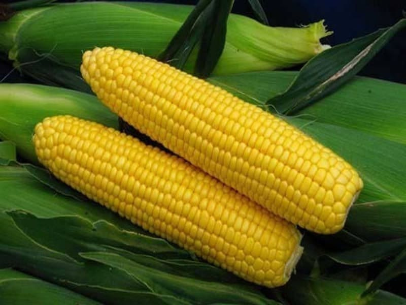 кукуруза сорта