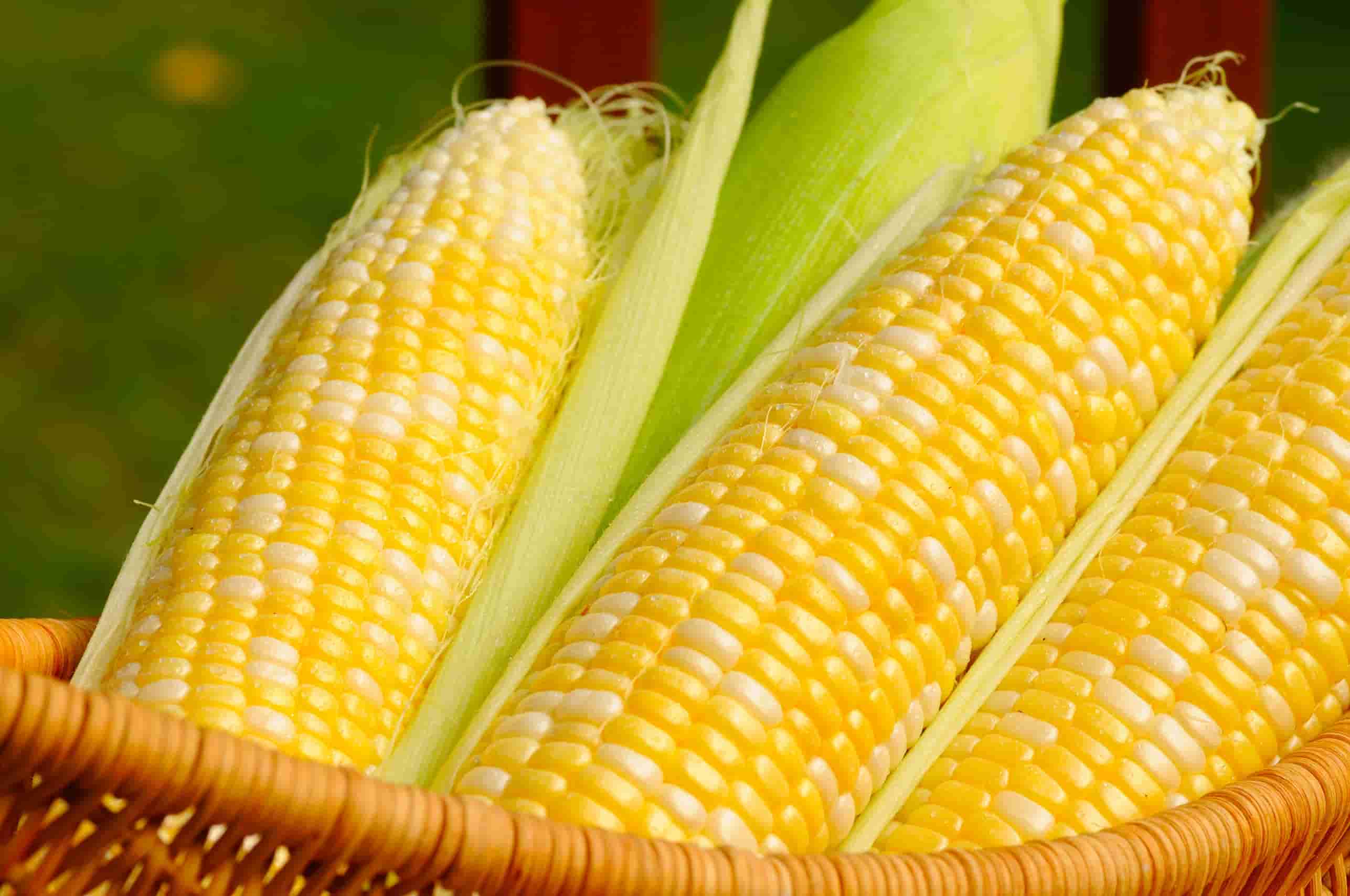 corn-1