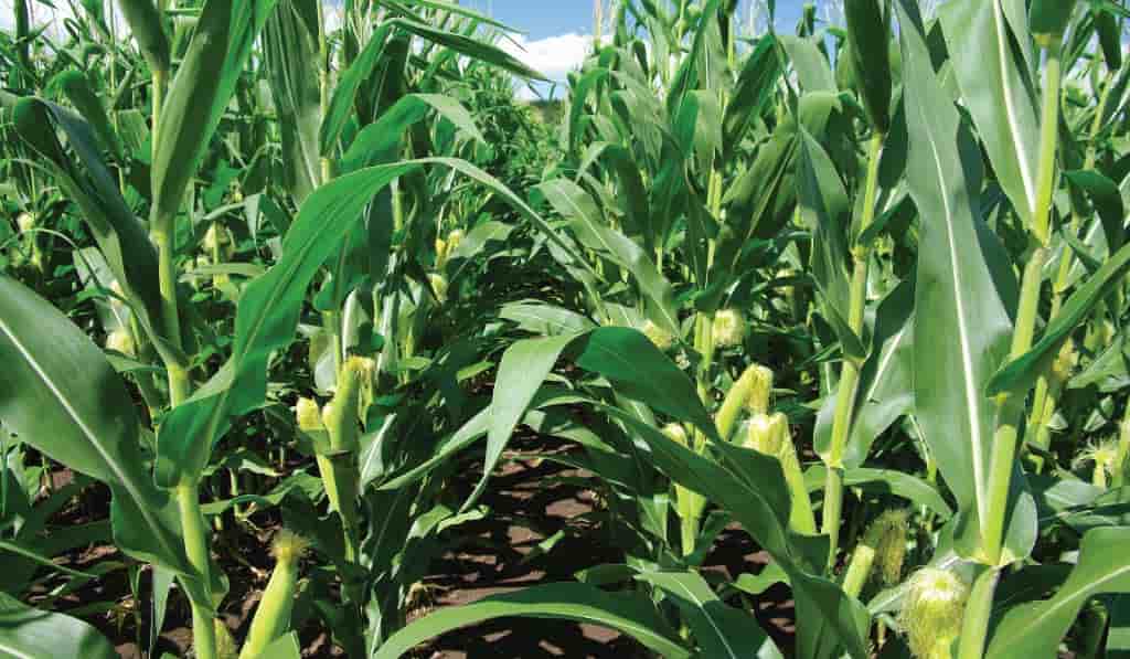 Tight-Supplies-in-Global-Maize-Market