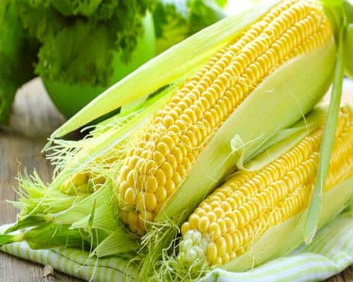 corn-1251394