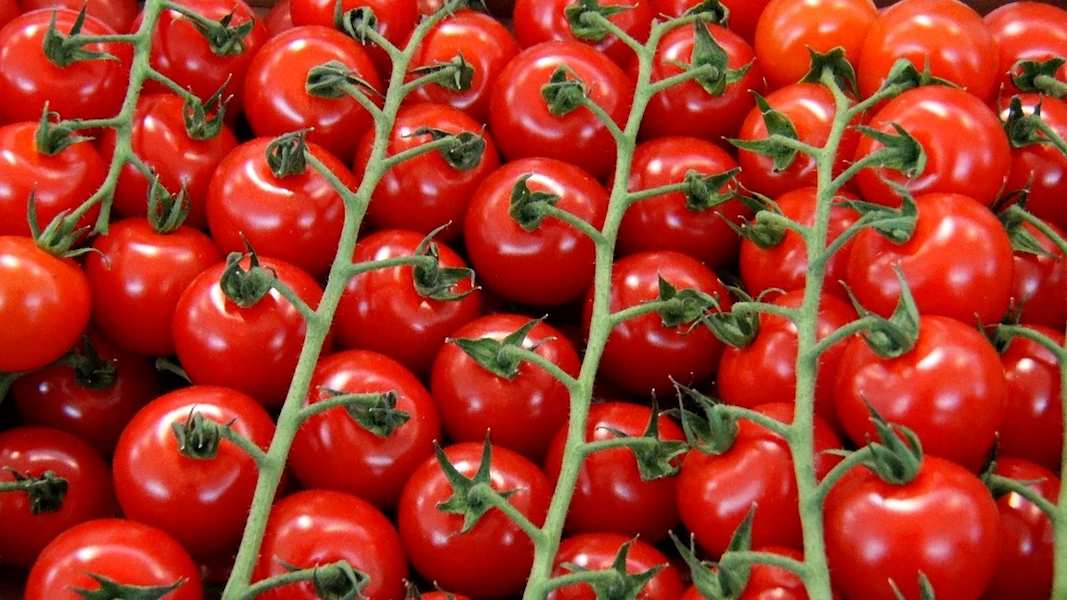 Tomatoes-cherry-1645702
