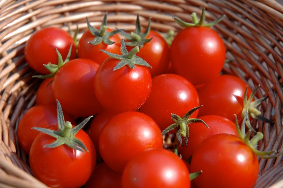 tomatoes-53
