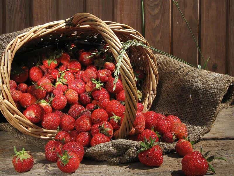 خرید توت فرنگی وحشی ویژه با قیمت های استثنائی در بازار شیراز