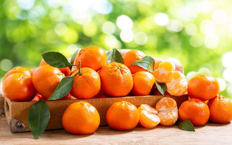 پخش و عرضه انواع نارنگی ساری بسته بندی شده با قیمت مناسب به کشور عراق