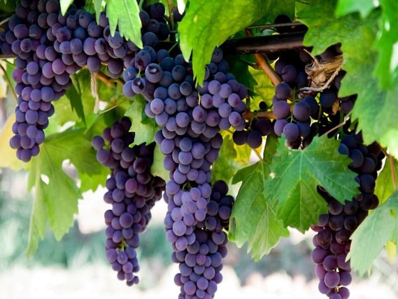 facts-about-grapes-1024x682