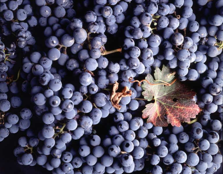 field_image_grapes-768x600