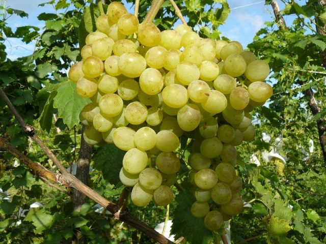 the-best-grape-varieties-for-making-wine-in-russia-and-ukraine-22