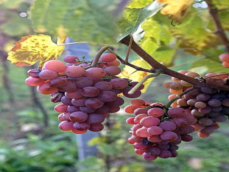 traminer-grape