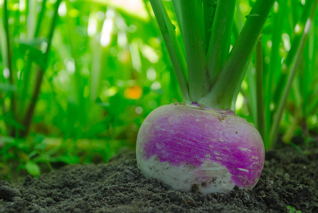 purple-top-turnip