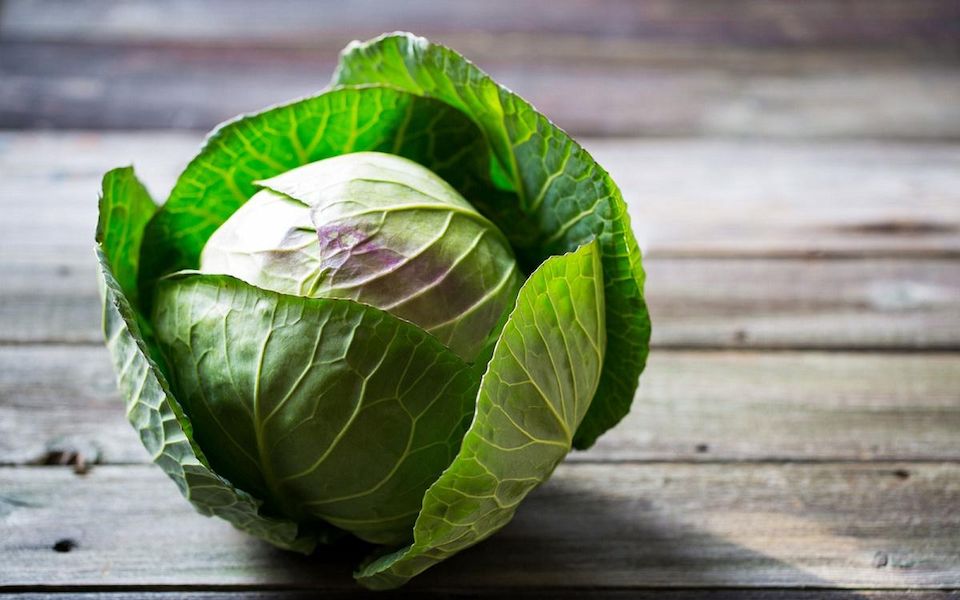 cabbage-variety-1