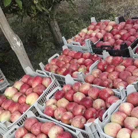 فروش ویژه سیب درختی تازه ایرانی در بازار شیراز