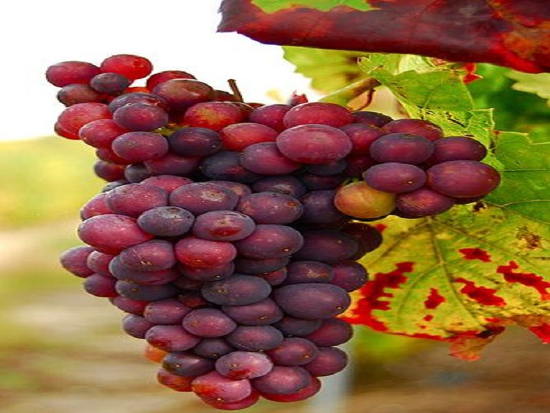 a9e9e261b78acffc5236ef9e3aaccf76--red-grapes-wine-vineyards