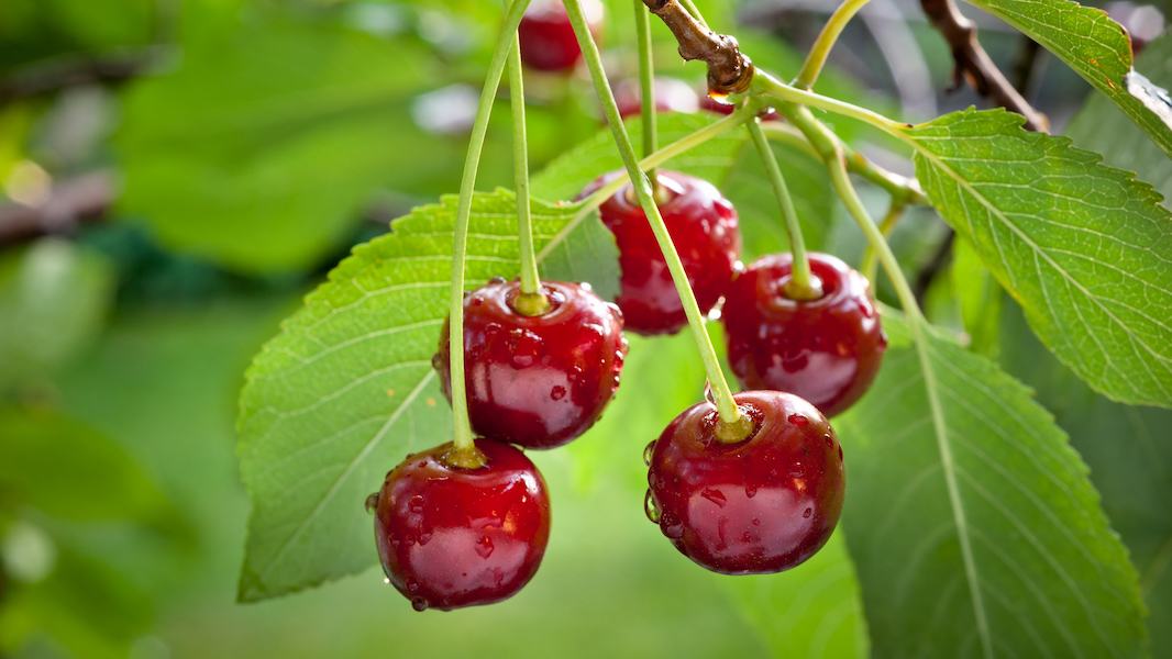 Sour-cherries