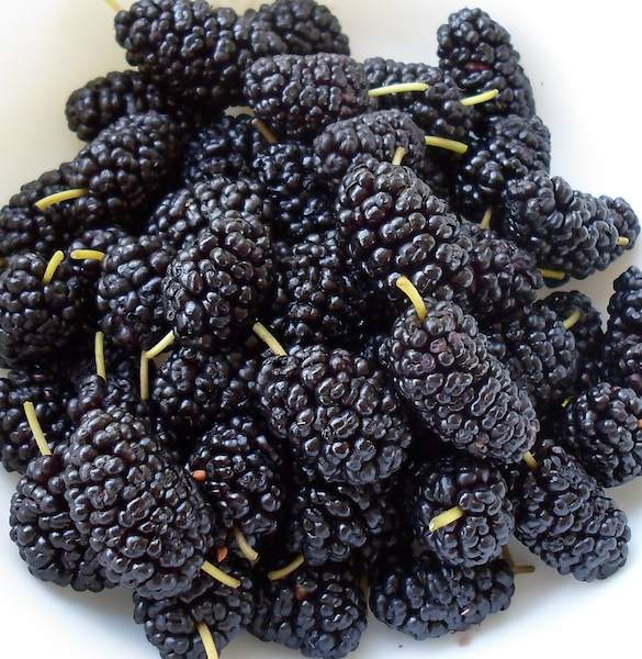 mulberries 002