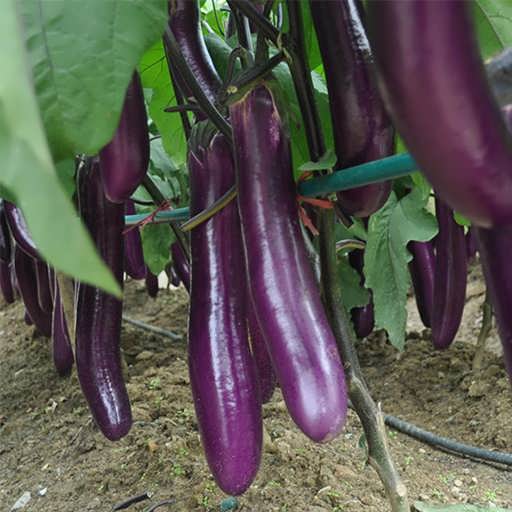 long-purple-eggplant-good