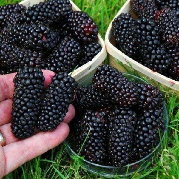 Blackberry-tree-Raspberry-SEEDS-200-pcs-bag-stratified-fruit-seeds-home-garden-plant-creepers-fruit-bonsai_x700