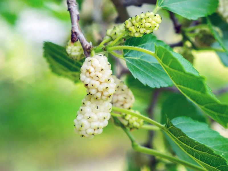 White-Mulberry