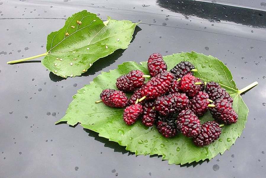 benefits-of-mulberry