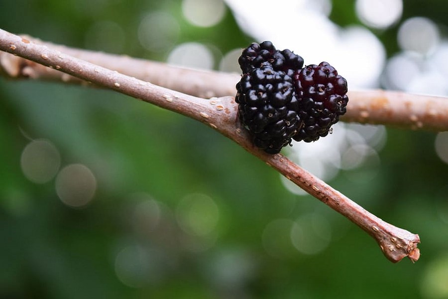 mulberry-fruit-tree-food-fresh-natural