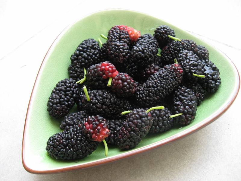 mulberries 1