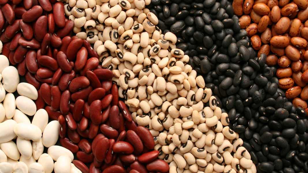 Chinese beans offer protein alternatives to soybean and pea protein
