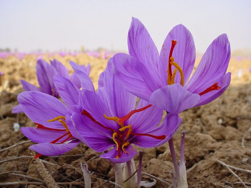 Saffron Flower 2