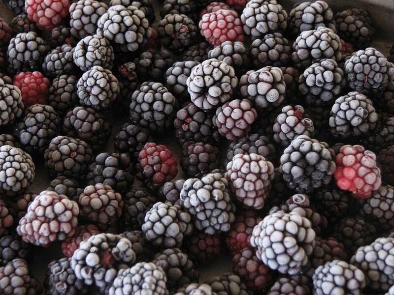 frozen_blackberries-1024x768